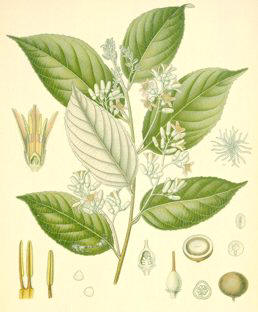BALSAMOBENJUI (styraxbenzoindryander) - HIPERnatural.COM