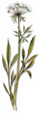 BIZNAGA (ammivisnaga) - HIPERnatural.COM