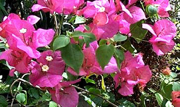 ERANERA (bougainvilleaglabra) - HIPERnatural.COM