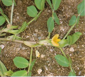 Peanut (arachis hypogaea) - HIPERnatural.COM