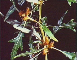 CACHURRERAMINEUR (xanthiumspinosum) - HIPERnatural.COM