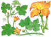 CALABACN (calabaceracucurbitapepol.) - HIPERnatural.COM