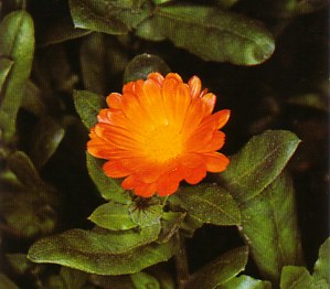 MARIGOLD () - HIPERnatural.COM