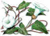 CAMPANILLABLANCA (correhuelamayorcalystegiasepium) - HIPERnatural.COM