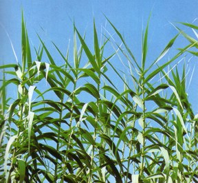 Caaveras (arundodonax) - HIPERnatural.COM