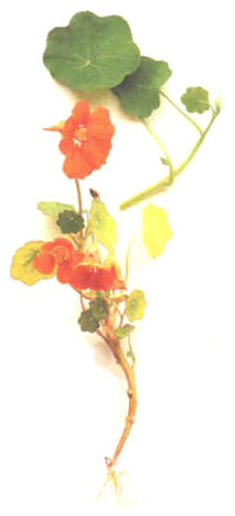Capuchino (tropaeolummajus) - HIPERnatural.COM