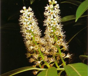 Capulin (prunuslaurocerasus) - HIPERnatural.COM