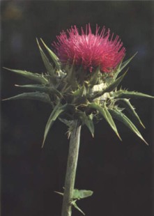 CARDO-MARIN (silybummarianum) - HIPERnatural.COM