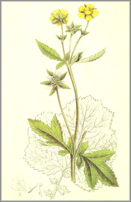 avens () - HIPERnatural.COM