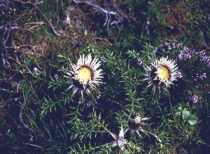 CARLINAANGLICA () - HIPERnatural.COM