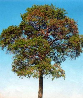 Catuaba (erythroxylumcatuaba) - HIPERnatural.COM