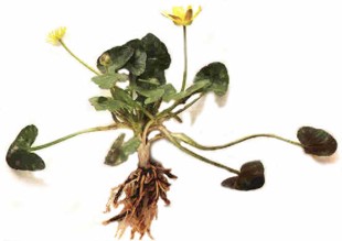 CeledonioMINEUR (ranunculusficaria) - HIPERnatural.COM