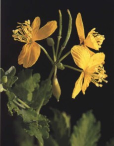 CELIDONIA�MAYOR (chelidonium�majus) - HIPERnatural.COM