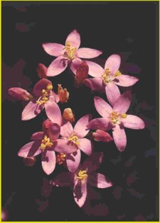 CENTAURMINEUR () - HIPERnatural.COM
