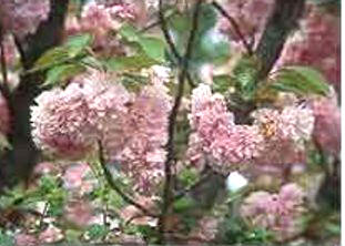 JAPANESE CHERRY (prunus serrulata lindl.) - HIPERnatural.COM