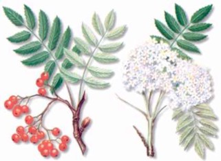 CERVALSYLVESTER (sorbusaucuparia) - HIPERnatural.COM