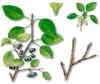 CERVISPINA (espino�cerval�rhamnus�cathartica) - HIPERnatural.COM