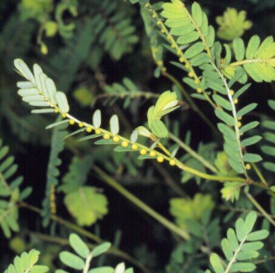 CHANCESTONE (phyllanthusniruri) - HIPERnatural.COM