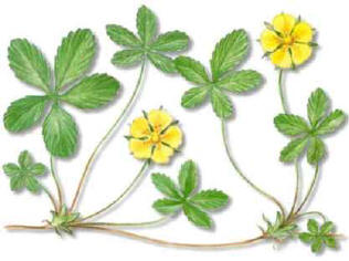 cinquefoil () - HIPERnatural.COM