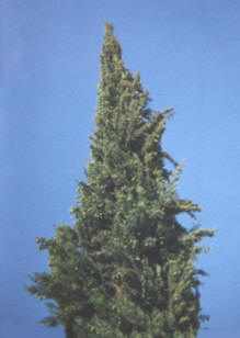 CIPREZ (cupressus�sempervirens) - HIPERnatural.COM