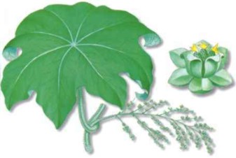 COLOMBUS (cocculus�palmatus�miers) - HIPERnatural.COM