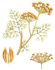 CUMIN () - HIPERnatural.COM