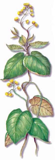 http://www.hipernatural.com/images/plantas/condurango.jpg