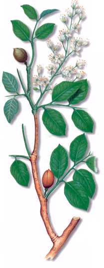 COPAIBA (copaiteraofficinalis) - HIPERnatural.COM