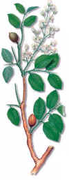 COPAYERO (copaibacopaiteraofficinalis) - HIPERnatural.COM