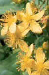 CORAZONCILLO (hipricohypericumperforotum) - HIPERnatural.COM