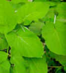 HOJASANTA(CORDONCILLO) (acoyo,yierbasanta,) - HIPERnatural.COM