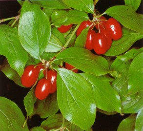 MALECORNEJO (cornusmas) - HIPERnatural.COM