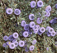 CoronillaFRAILE (globulariaalypum) - HIPERnatural.COM