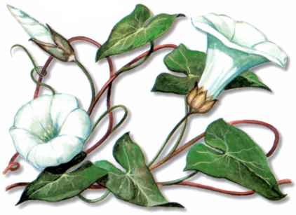CORREHUELAMAYOR (calystegiasepium) - HIPERnatural.COM