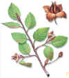 COSCOJO (hayafagussilvatica) - HIPERnatural.COM