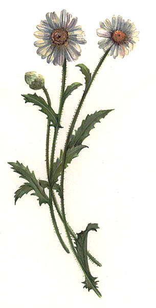 CRISATELO (chrysanthellumindicum) - HIPERnatural.COM