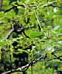CUACHALATE (ampbypteryngiumadstingens) - HIPERnatural.COM