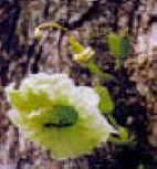 CUAJILOTE (parmentieraaculeata) - HIPERnatural.COM