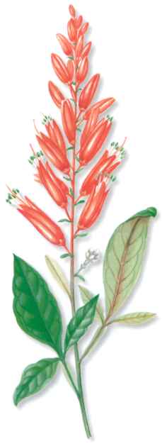 CUASIA (quassiaamara) - HIPERnatural.COM