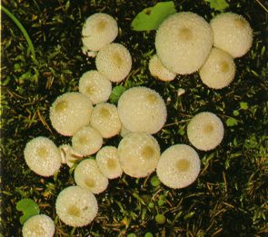CUESCOGOLD (lycoperdonbovista) - HIPERnatural.COM