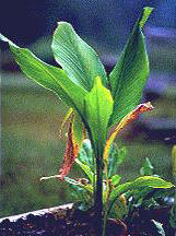 Turmeric () - HIPERnatural.COM