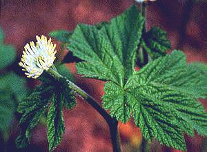 CURCUMACANADIENCE (hydrastiscanadensis) - HIPERnatural.COM