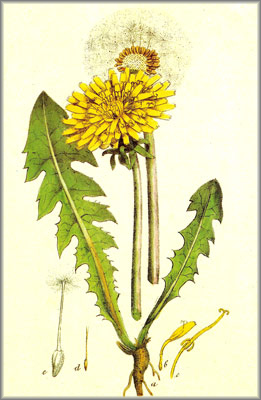 DIENTE LEON (taraxacum officinale) - HIPERnatural.COM