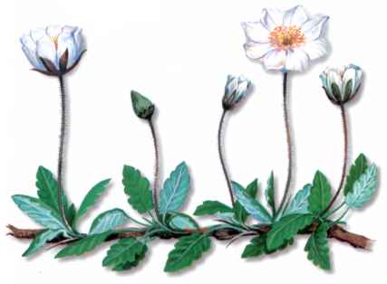 DRADA (dryasoctopetala) - HIPERnatural.COM