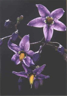 dulcamara () - HIPERnatural.COM