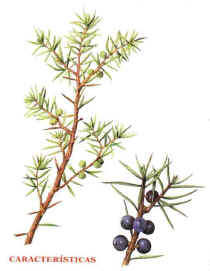 JUNIPER () - HIPERnatural.COM