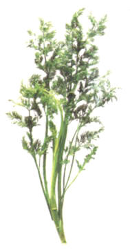 ANETH () - HIPERnatural.COM
