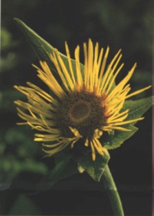 ENULACAMPANA (inulahelenium) - HIPERnatural.COM