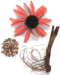 ECHINACEA () - HIPERnatural.COM