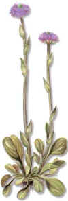 ESCORCIANA (globulariamayorglobulariavulgaris) - HIPERnatural.COM